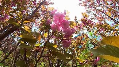 高清广角逆光拍摄樱花园视频的预览图